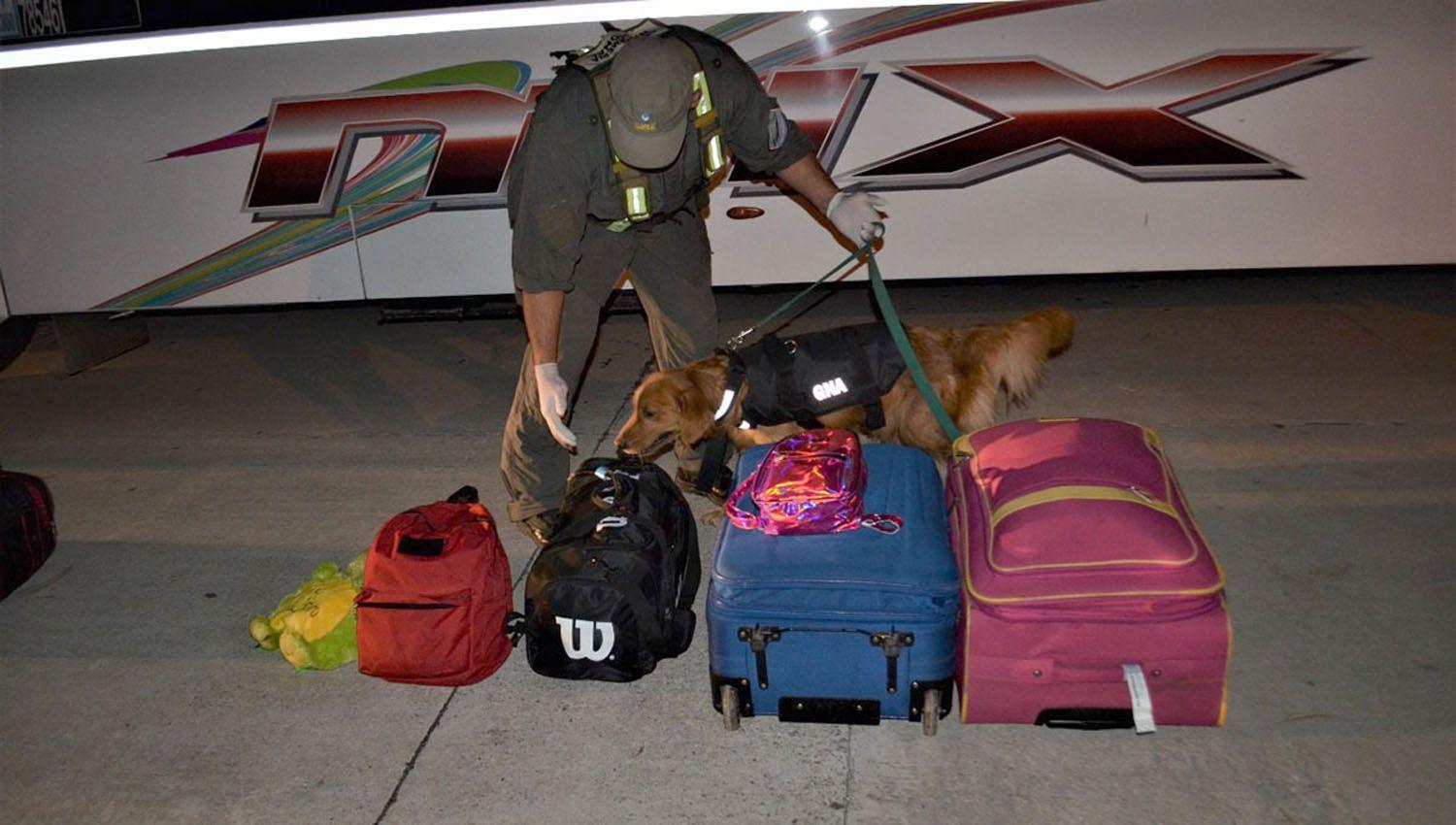 Gendarmes decomisaron maacutes de 3 kilos de cocaiacutena ocultos en un equipaje