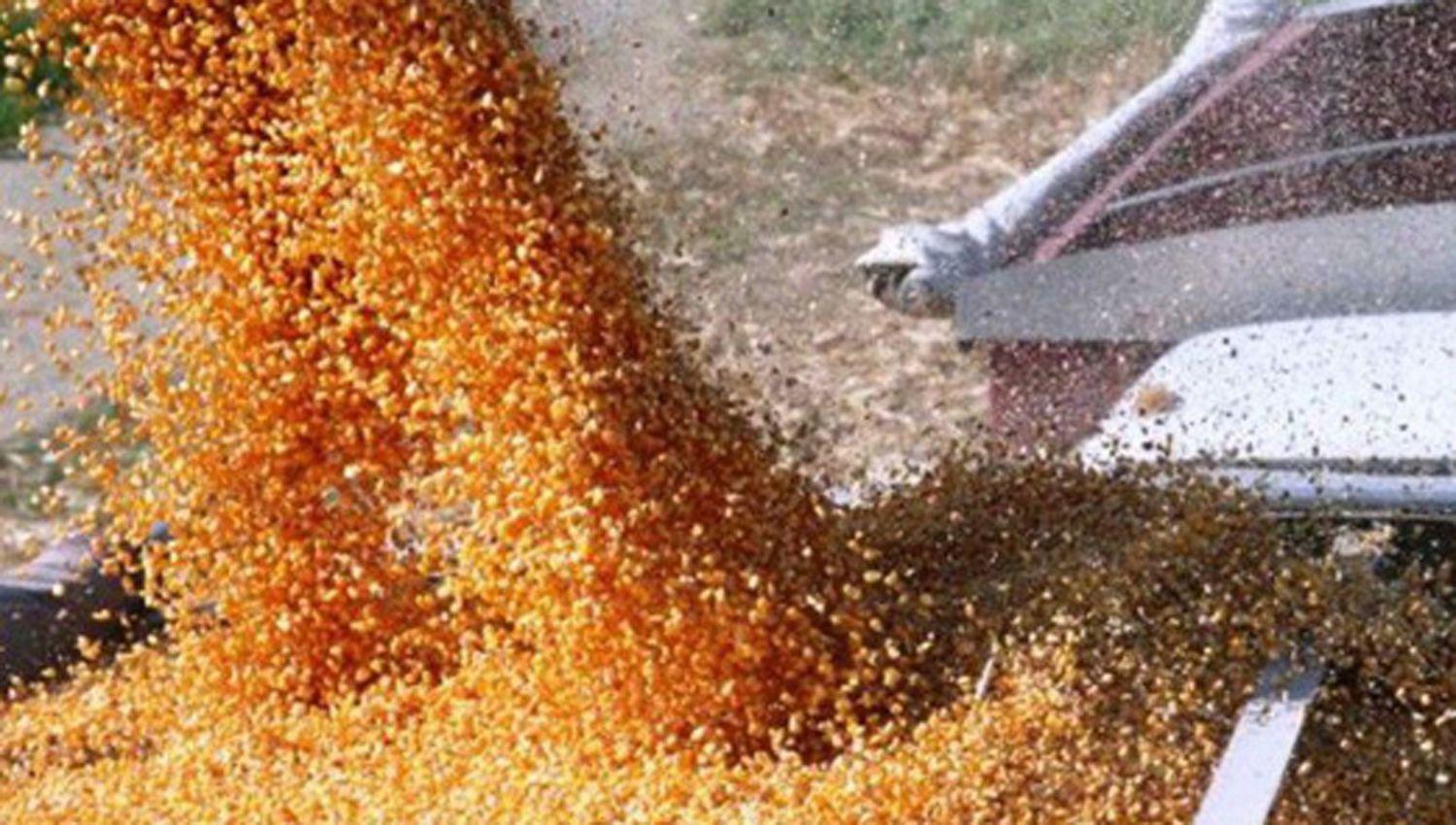 El Gobierno levantoacute en forma parcial la prohibicioacuten de exportar maiacutez hasta un tope de 30 mil toneladas diarias