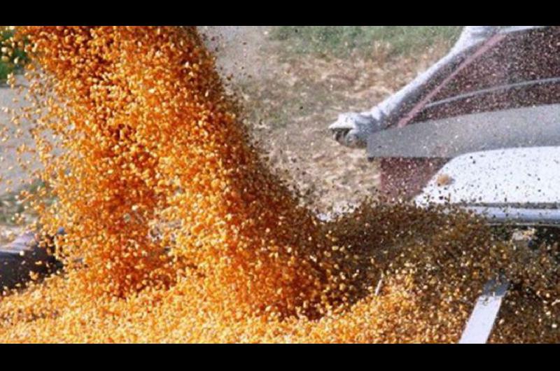El Gobierno levantoacute en forma parcial la prohibicioacuten de exportar maiacutez hasta un tope de 30 mil toneladas diarias