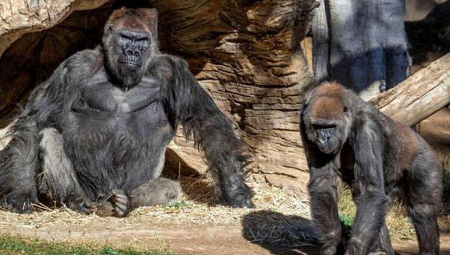 El coronavirus atacoacute tambieacuten a los gorilas- hay dos infectados en el zooloacutegico de San Diego