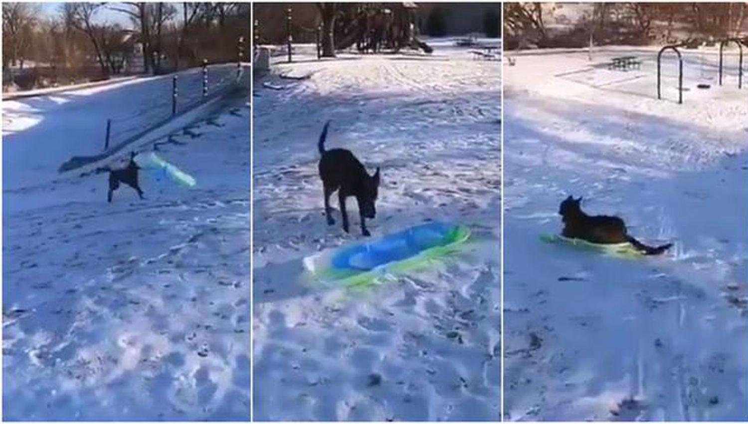 El viacutedeo viral de un perro en la nieve que bate reacutecords de reproducciones