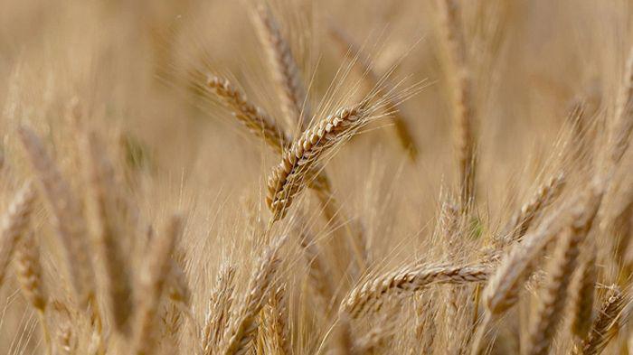Marcada por la sequiacutea la cosecha de trigo finalizoacute en 17 millones de toneladas