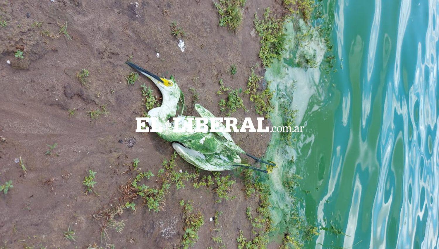IMAacuteGENES  Aparecieron concentraciones de algas verdes a las orillas del muralloacuten del Embalse Riacuteo Hondo