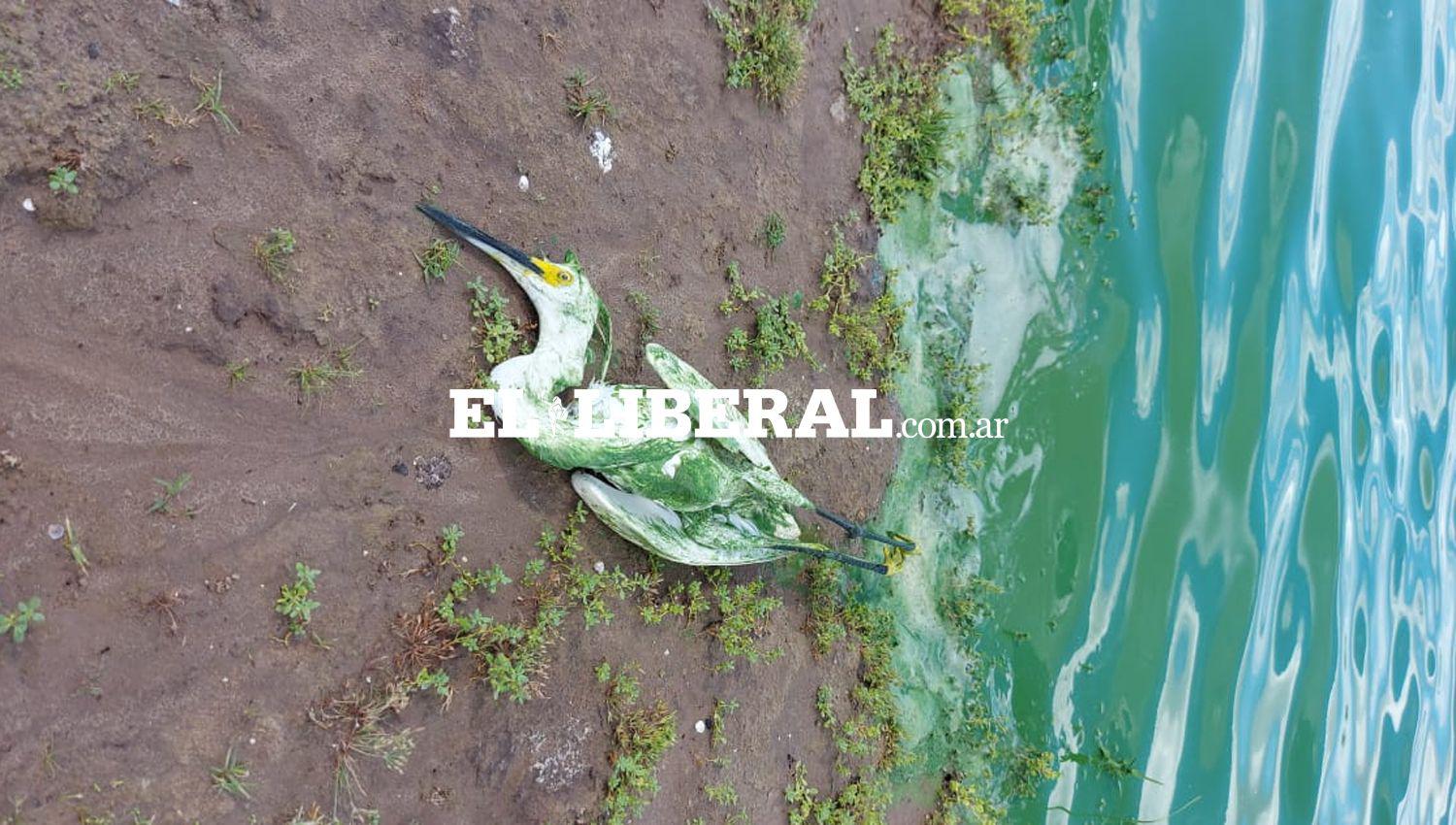 IMAacuteGENES Aparecieron concentraciones de algas verdes a las orillas del muralloacuten del Embalse Riacuteo Hondo