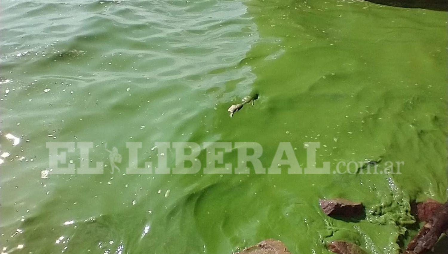 Nuevamente se observan concentraciones de algas verdes y peces muertos a las orillas del Embalse Riacuteo Hondo
