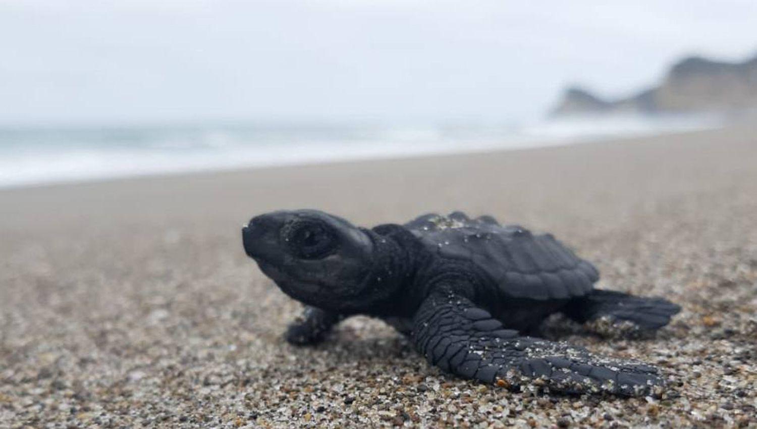 Nacen 38 ejemplares de la tortuga marina Lauacuted la maacutes grande del planeta