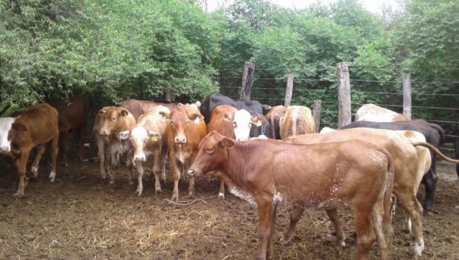 Se ampliacutea ldquobandardquo de abigeato tendriacutea un botiacuten de cinco millones en vacas