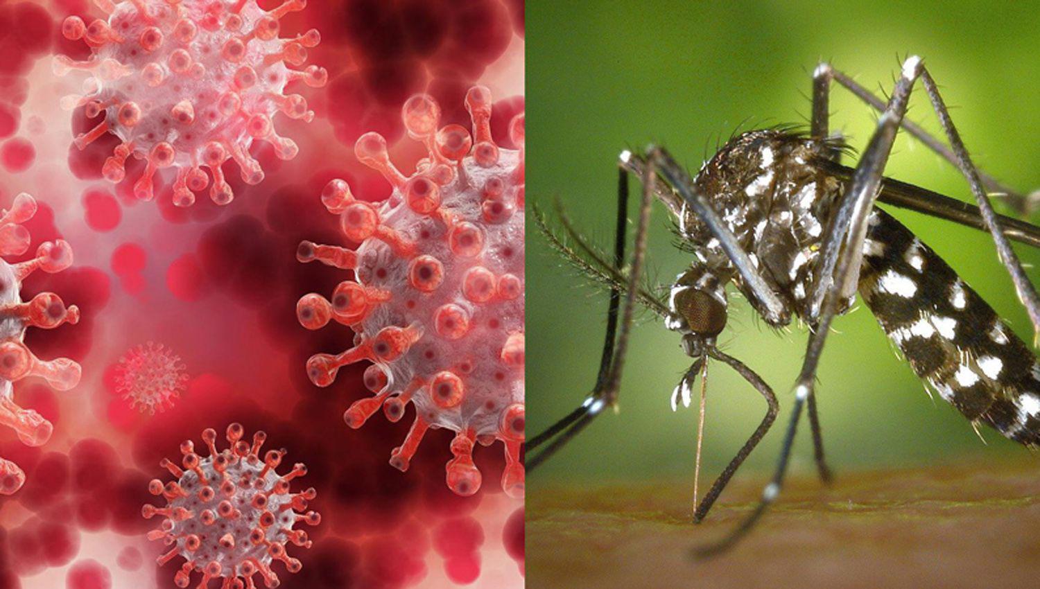 Preocupacioacuten de autoridades por casos de corona-dengue