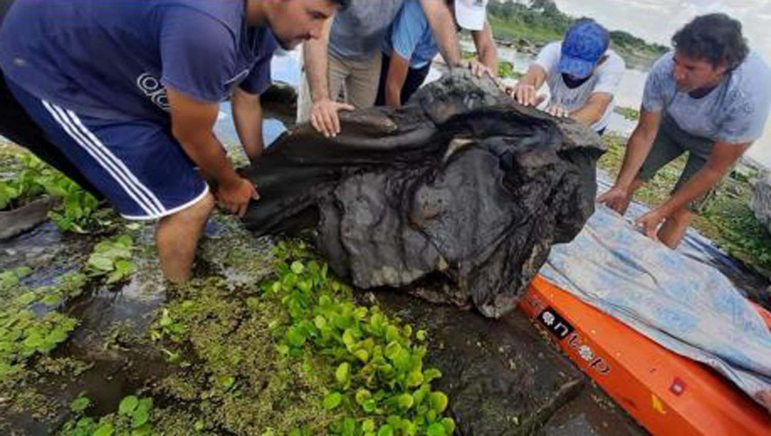Hallaron restos de un ejemplar de gliptodonte en el departamento Riacuteo Hondo