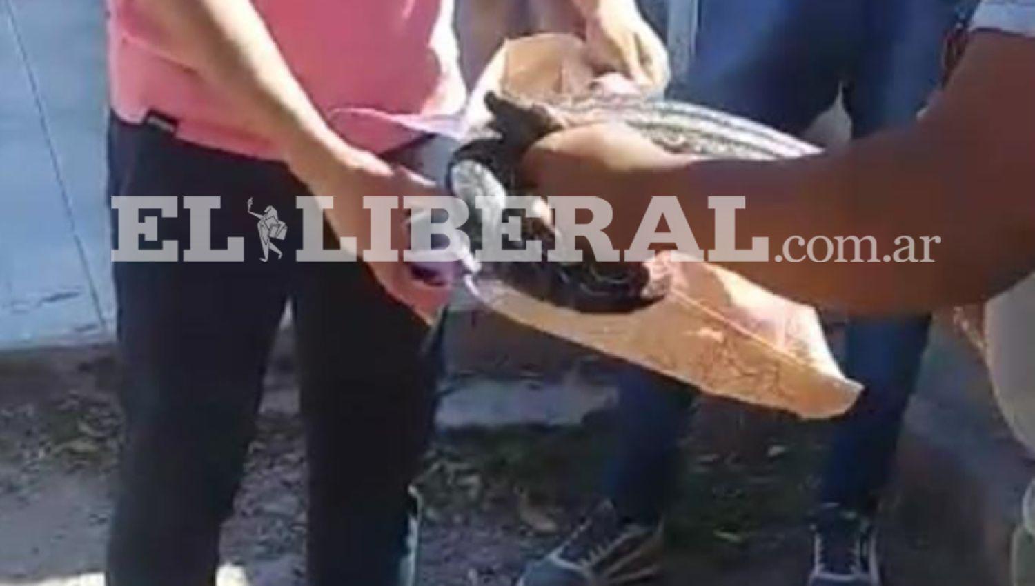 IMAacuteGENES  Una lampalagua aparecioacute en pleno centro de Sumampa