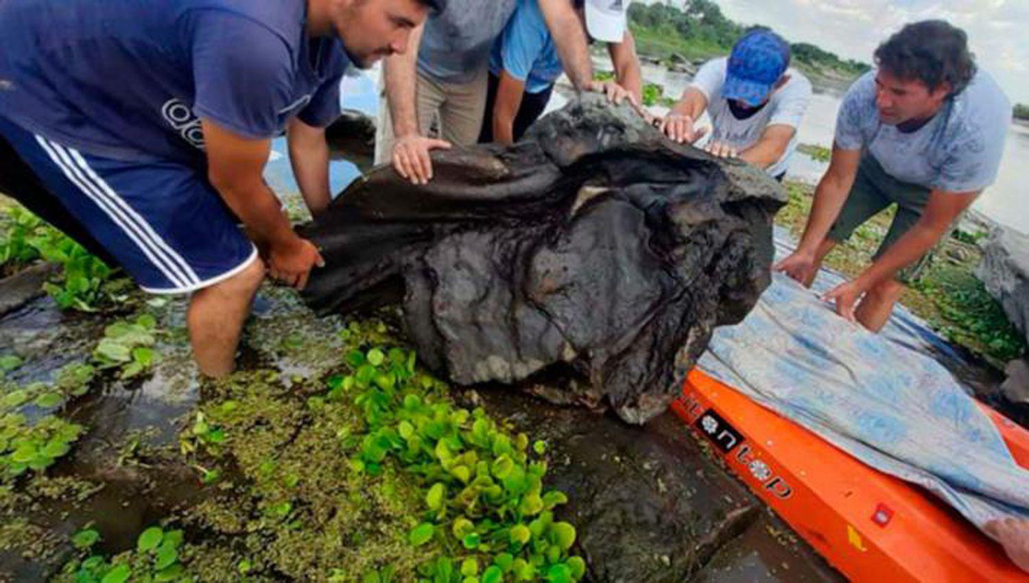Son placas óseas que conforman la coraza del animal encontradas en la cuenca del río Dulce
