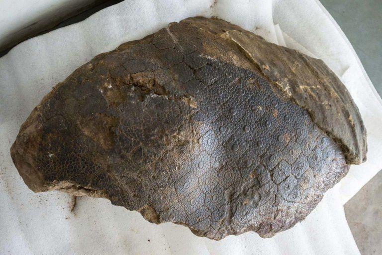 Afirman que en Santiago del Estero se pueden hallar restos de animales marinos maacutes antiguos que los dinosaurios