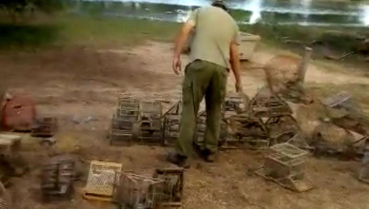 Friacuteas- secuestran maacutes de un centenar de aves autoacutectonas jaulas y tramperas