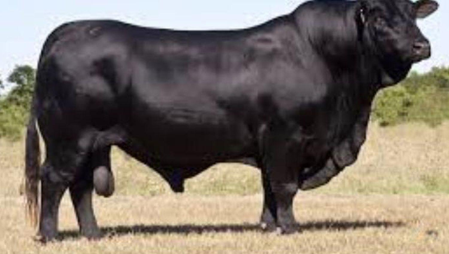 Roban en Campo Gallo un gran toro Brangus reproductor valuado en casi un milloacuten de pesos
