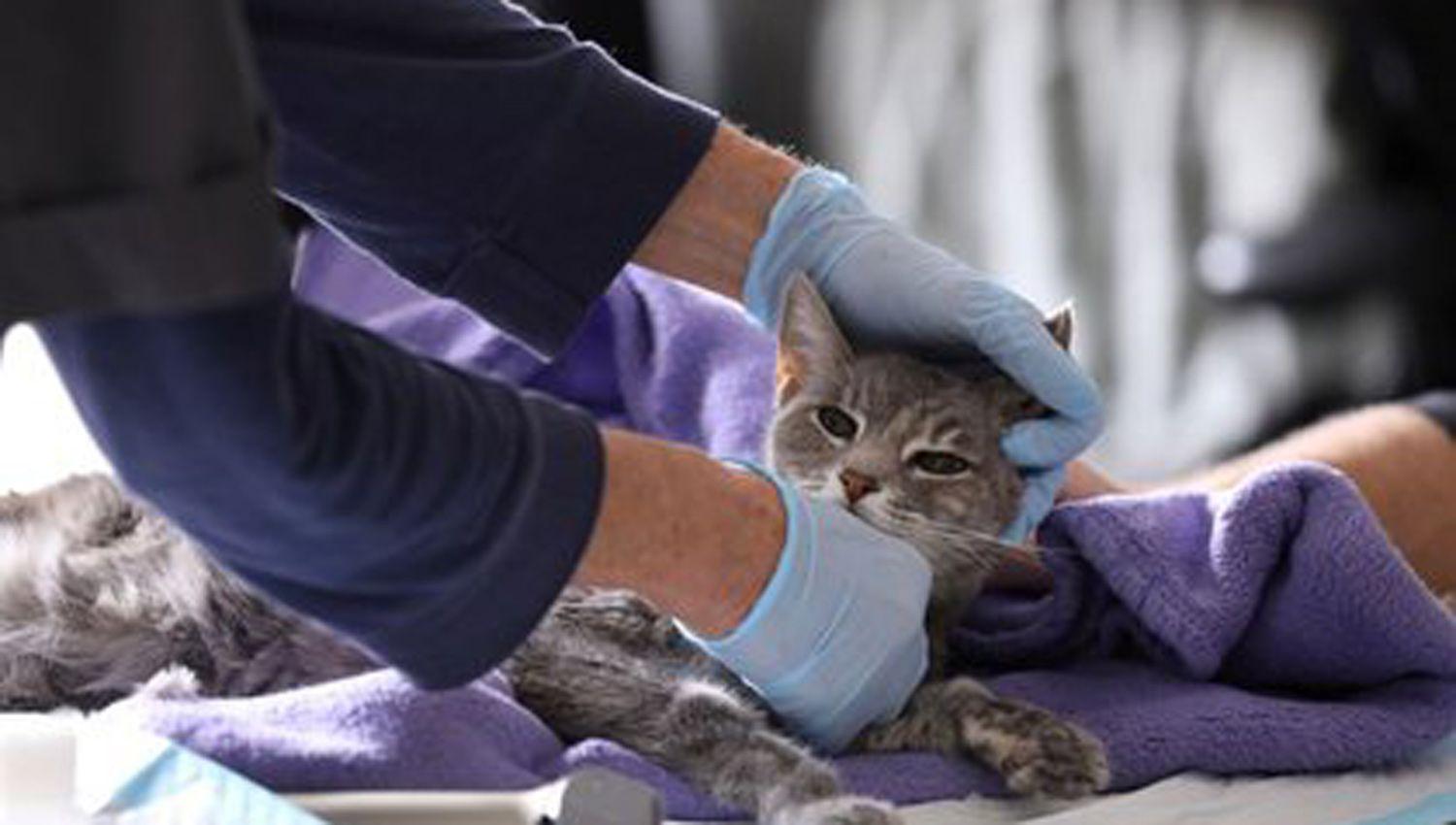 Un gato contrajo coronavirus de su familia y quedoacute en cuarentena