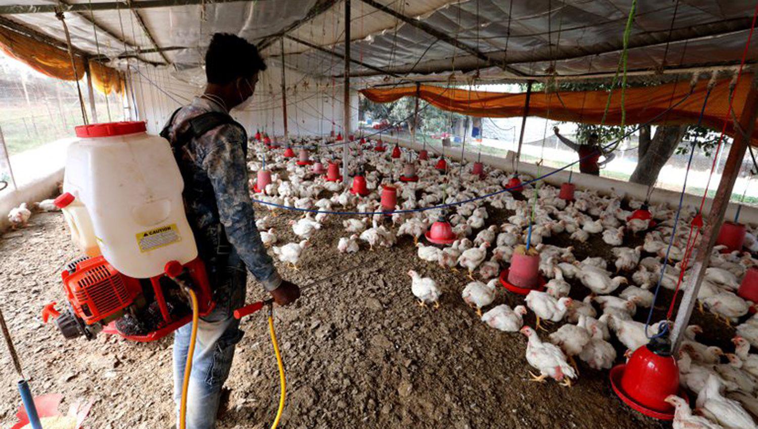 Rusia detectoacute primer caso de transmisioacuten de cepa H5N8 de gripe aviar a seres humanos