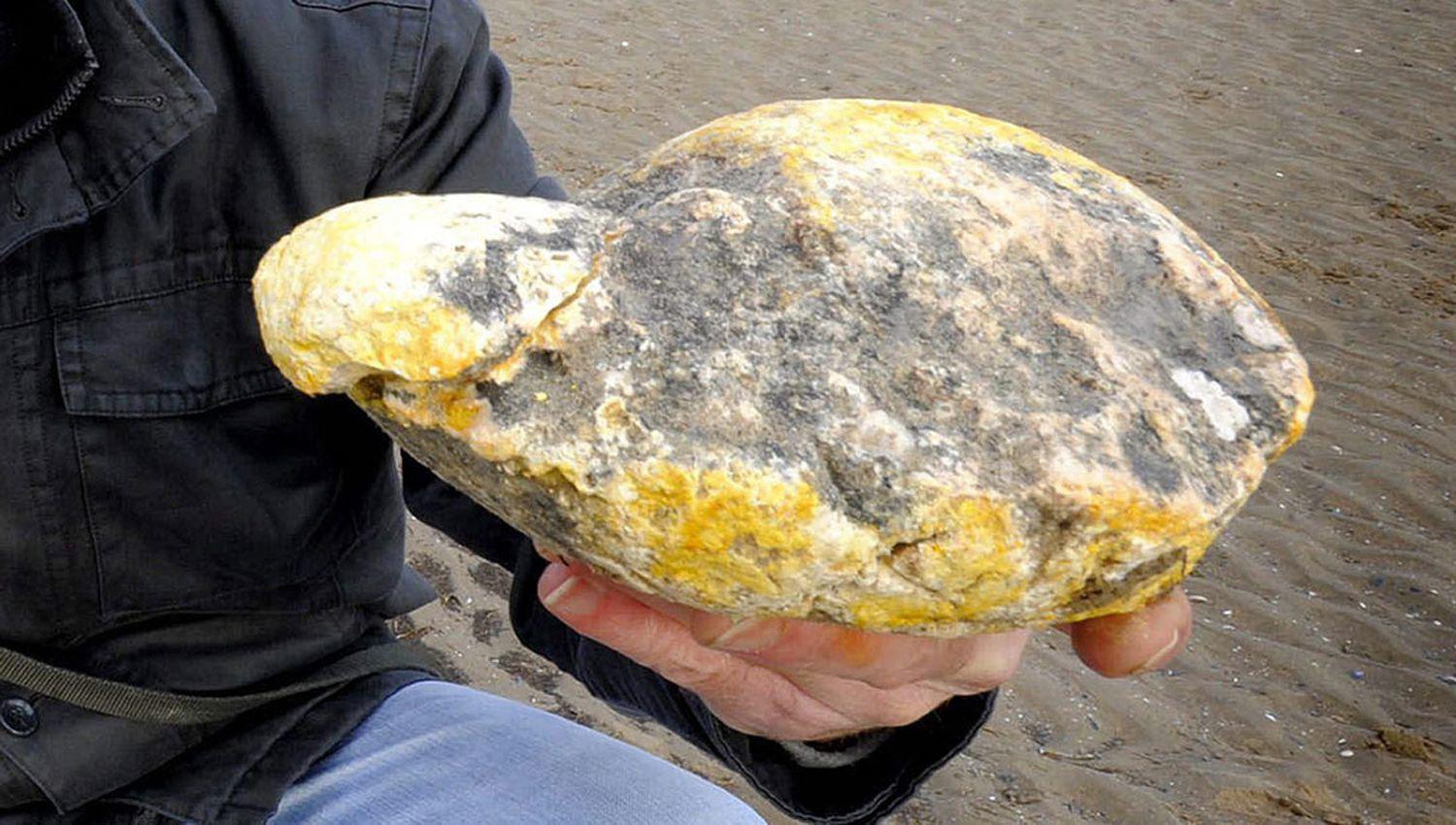 Encuentran 7 kilos de voacutemito de cachalote valuado en casi 260000 doacutelares