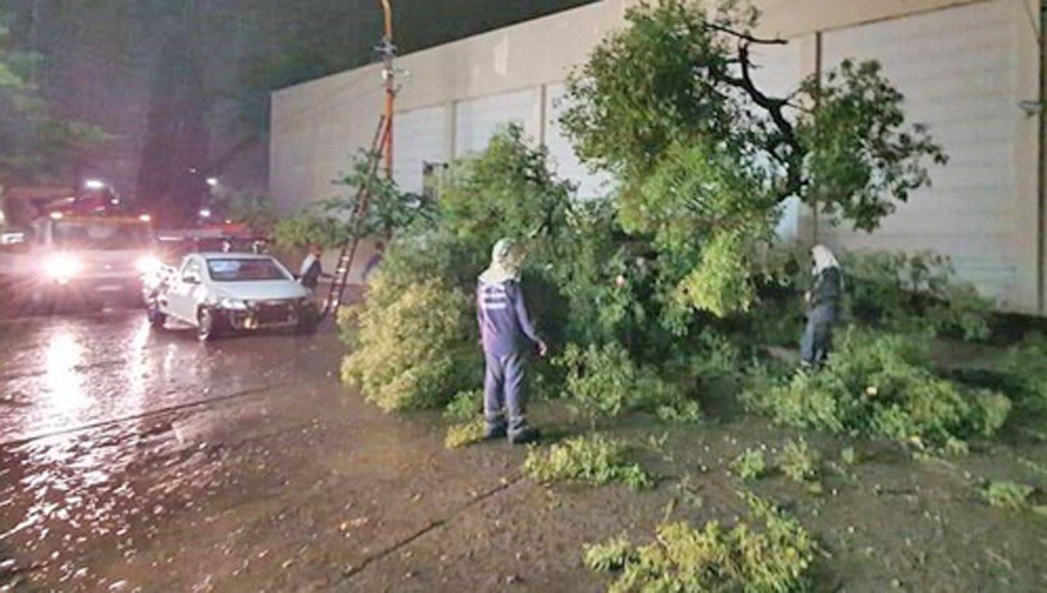 Las precipitaciones durante la tarde y noche del lunes
provocaron la caída de diferentes Ãrboles en la ciudad
