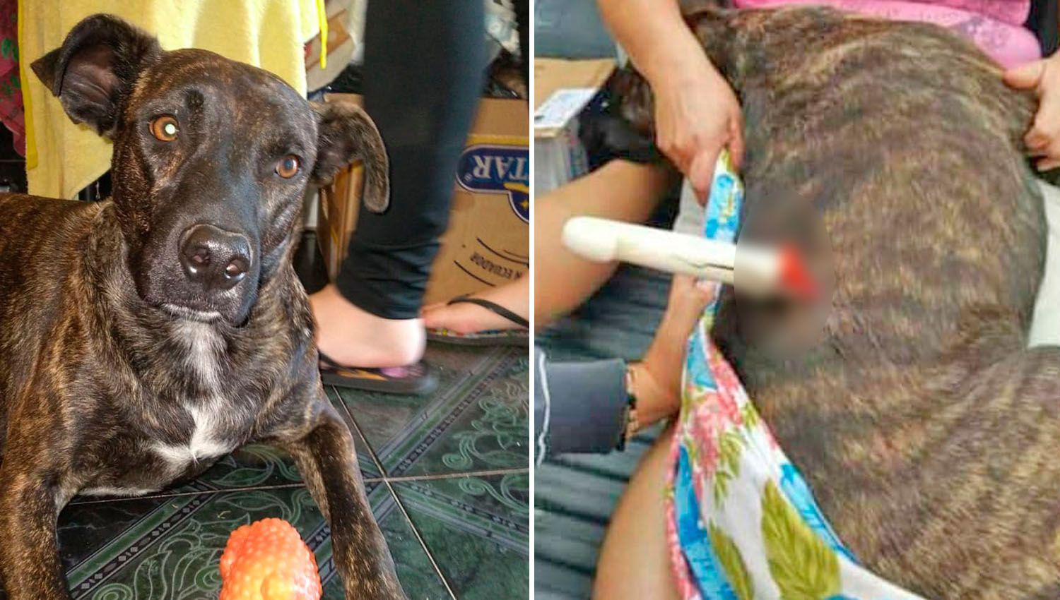 El canino fue trasladado a una veterinaria donde recibió asistencia
médica por la brutal lesión que tenía