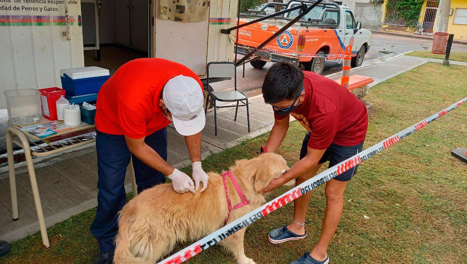 Las mascotas en el barrio Usina recibieron las aplicaciones
correspondientes
