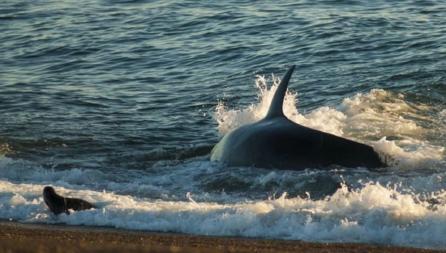 Llegaron las orcas a Valdeacutes- asiacute es su peligrosa taacutectica de caza uacutenica en el mundo