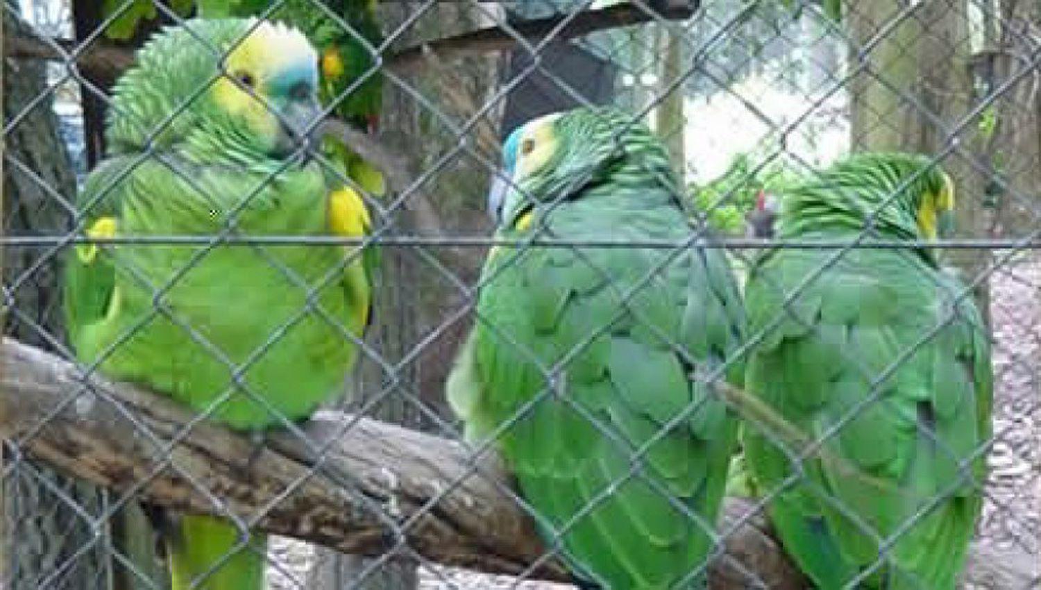 Preocupacioacuten en Buenos Aires por brote de bacteria en aves que provocoacute neumoniacutea en humanos