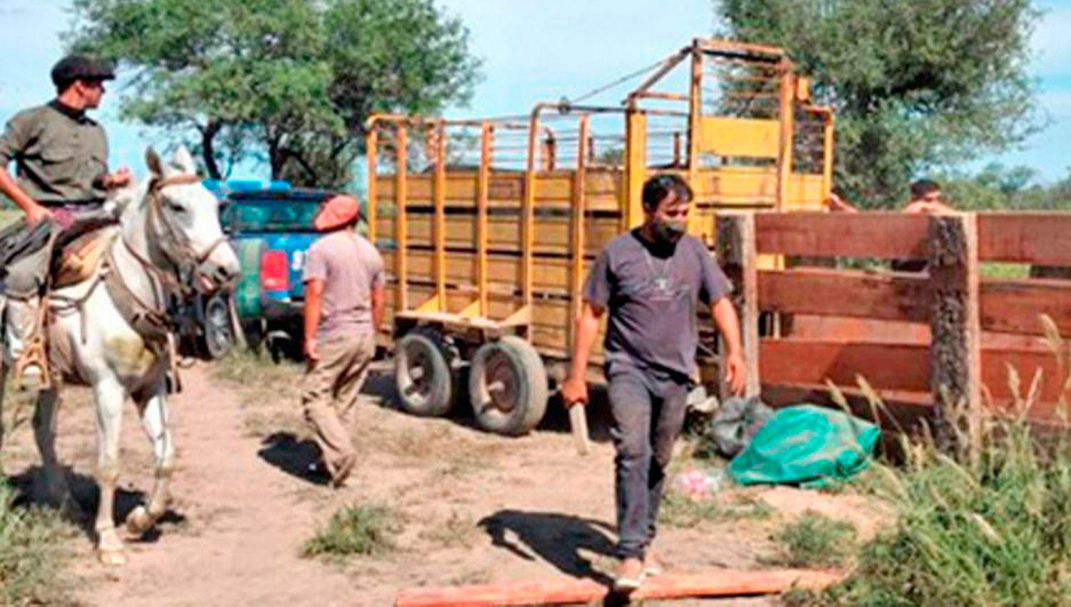 Ordenan detener a 5 sujetos por robo de vacas en Santa Fe