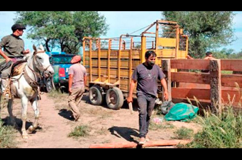 Ordenan detener a 5 sujetos por robo de vacas en Santa Fe