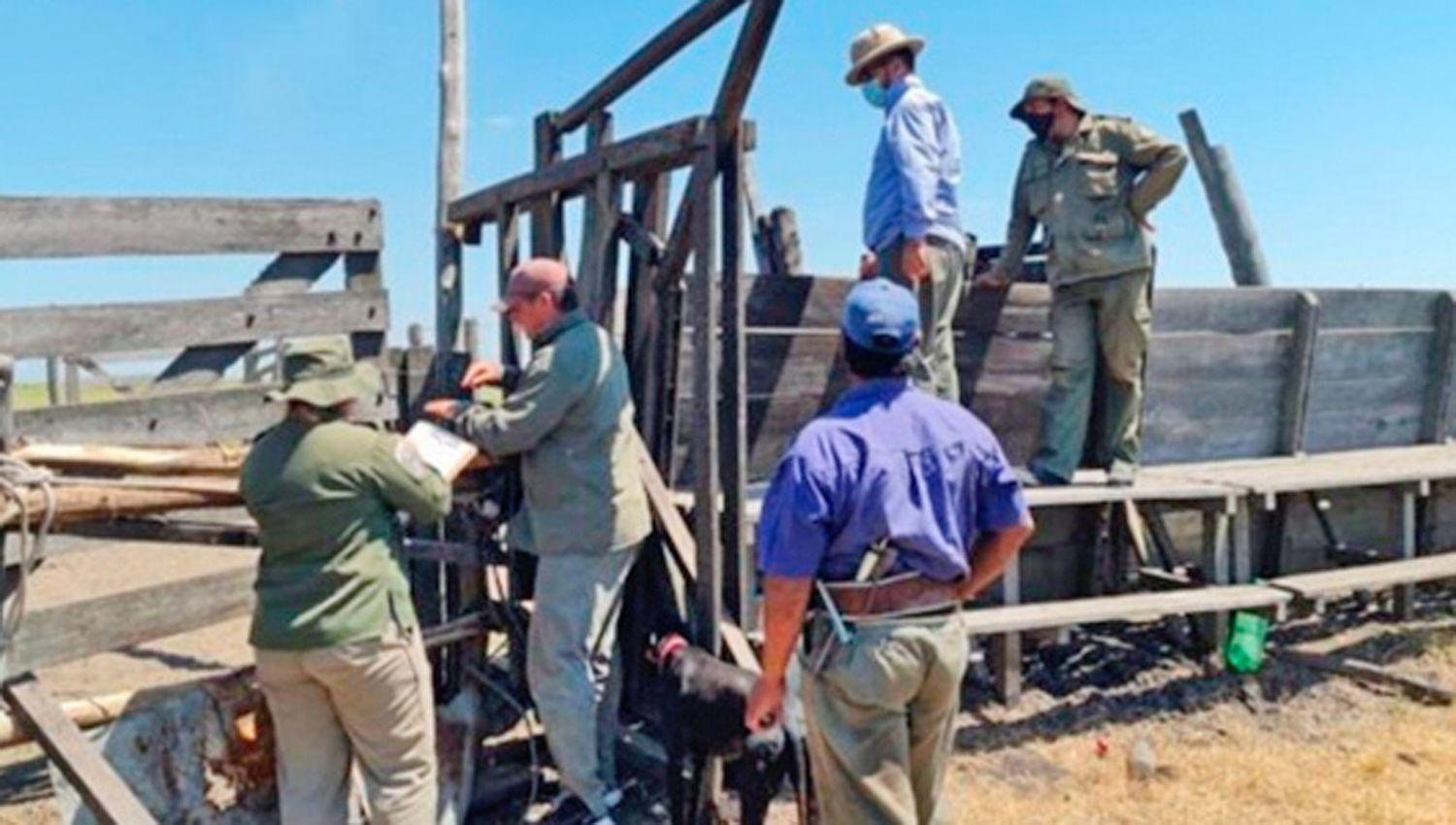 Los animales vacunos quedaron en depositario judicial