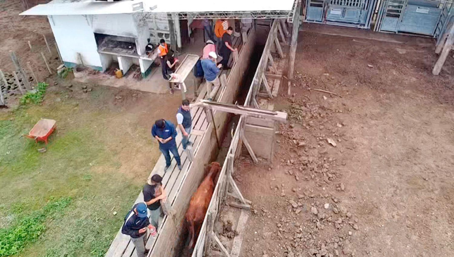 Robo de ganado- otra denuncia y allanamientos se agrava la situacioacuten de Magliano Miretti y Manzanelli