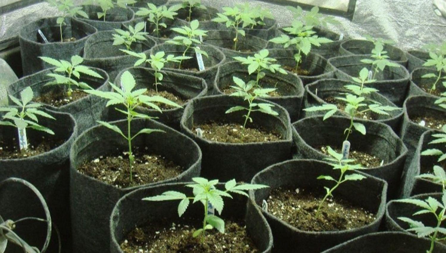 Secuestran 198 plantines de marihuana y una gran cantidad de semillas de Cannabis Sativa