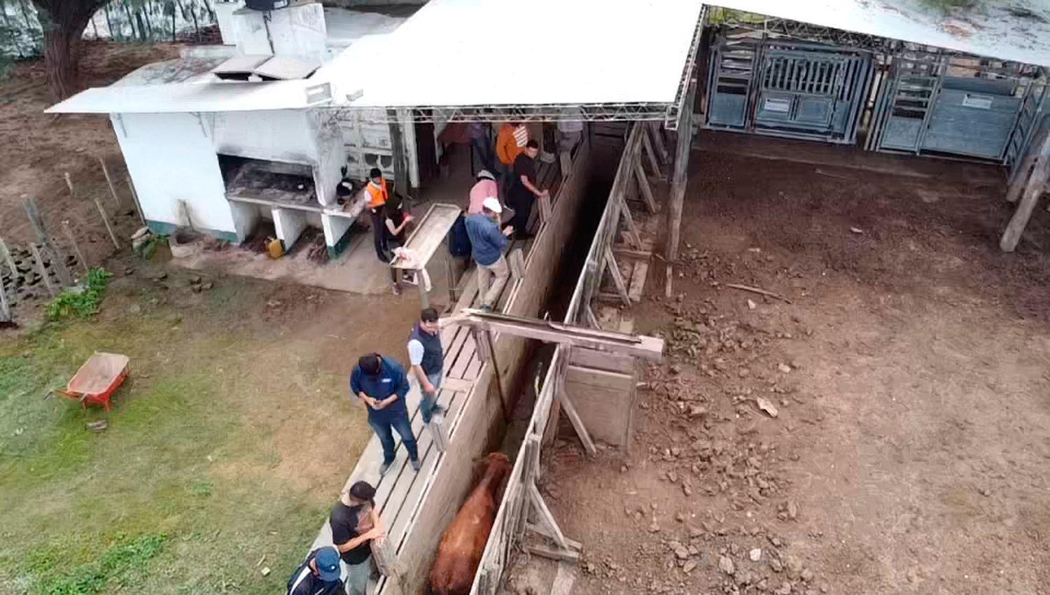 Recuperan poco maacutes de 1000 vacunos que fueron denunciados como robados