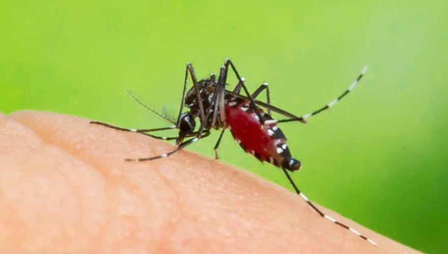 Alerta en San Luis por la aparicioacuten de un nuevo caso de dengue autoacutectono