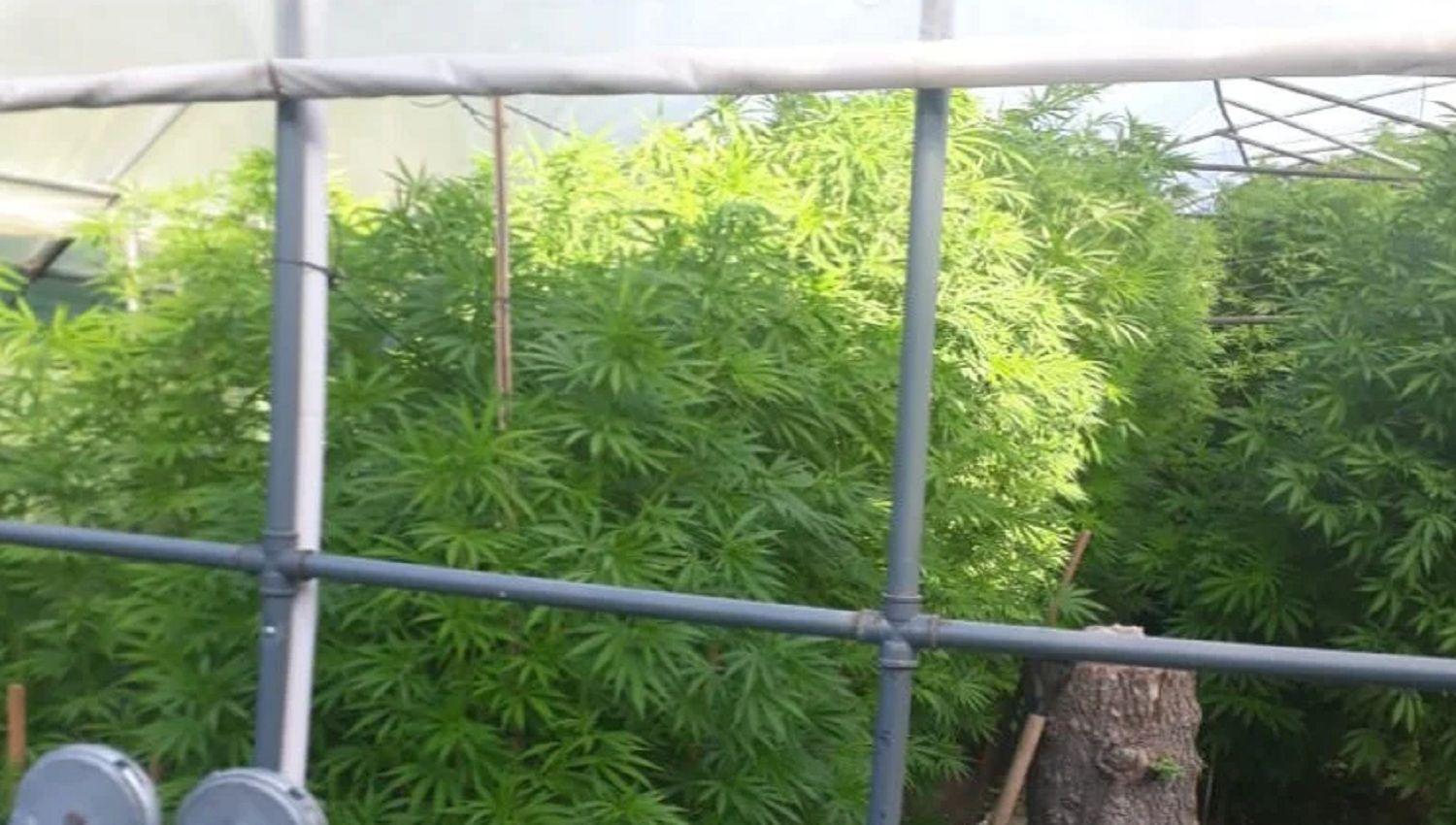 Colocoacute un cerco electrificado alrededor de un cultivo de marihuana y murioacute al tocar los alambres