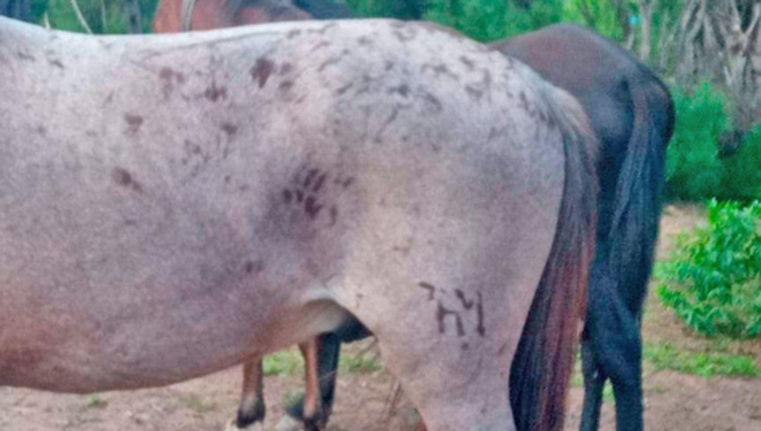 Camionero cayoacute tras las rejas cuando cargaba 8 equinos en su transporte