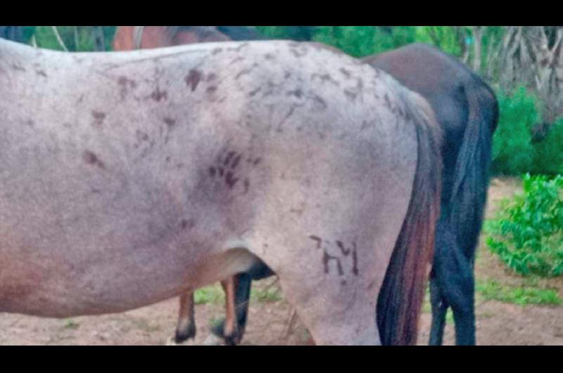 Camionero cayoacute tras las rejas cuando cargaba 8 equinos en su transporte