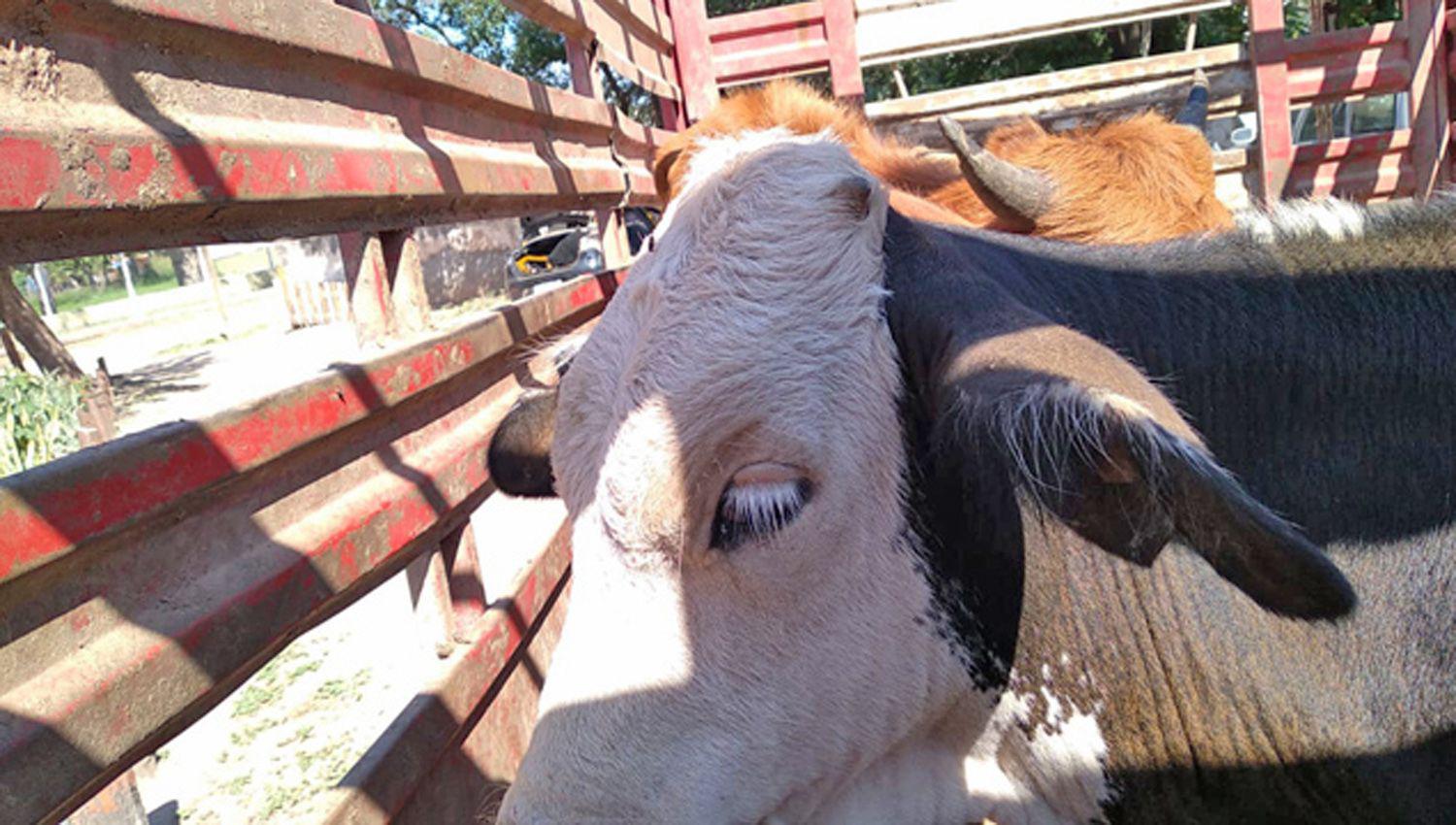 Apresan a cinco cuatreros con cuatro vacas y sin documentacioacuten alguna