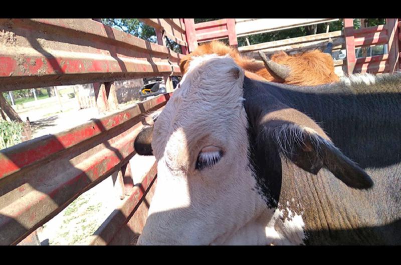 Apresan a cinco cuatreros con cuatro vacas y sin documentacioacuten alguna