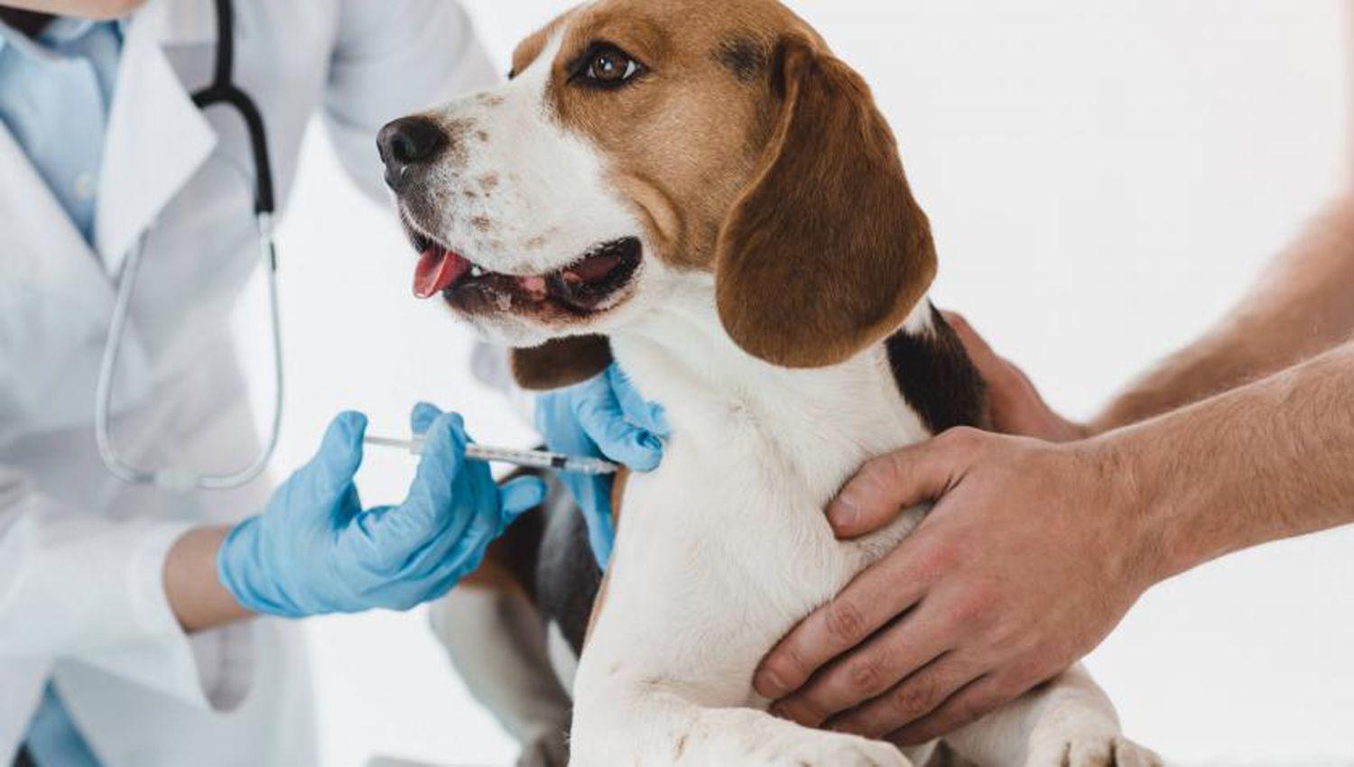 Chile- Vacunaron contra el Covid-19 a 100 personas con dosis para perros