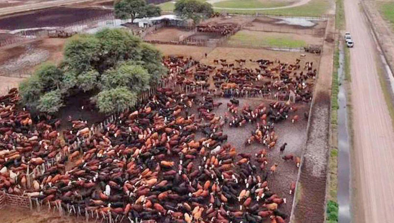 La causa tiene 4 detenidos y la fiscal Mariela Bitar de Papa insistir en la detención de José Demicheli