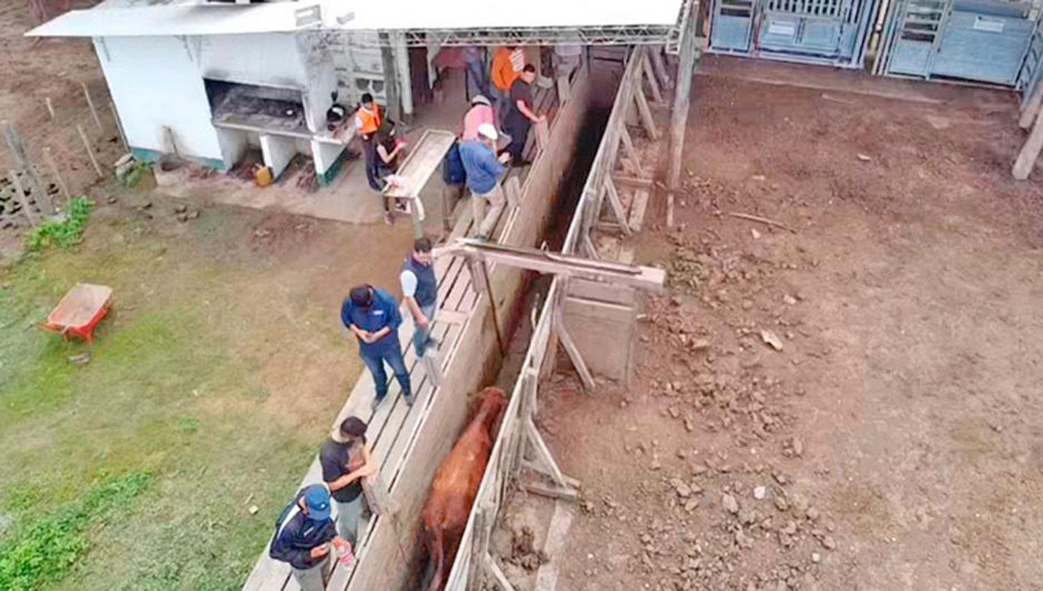 La Justicia santiagueña y la Policía lograron recuperar un
tercio de la hacienda robada