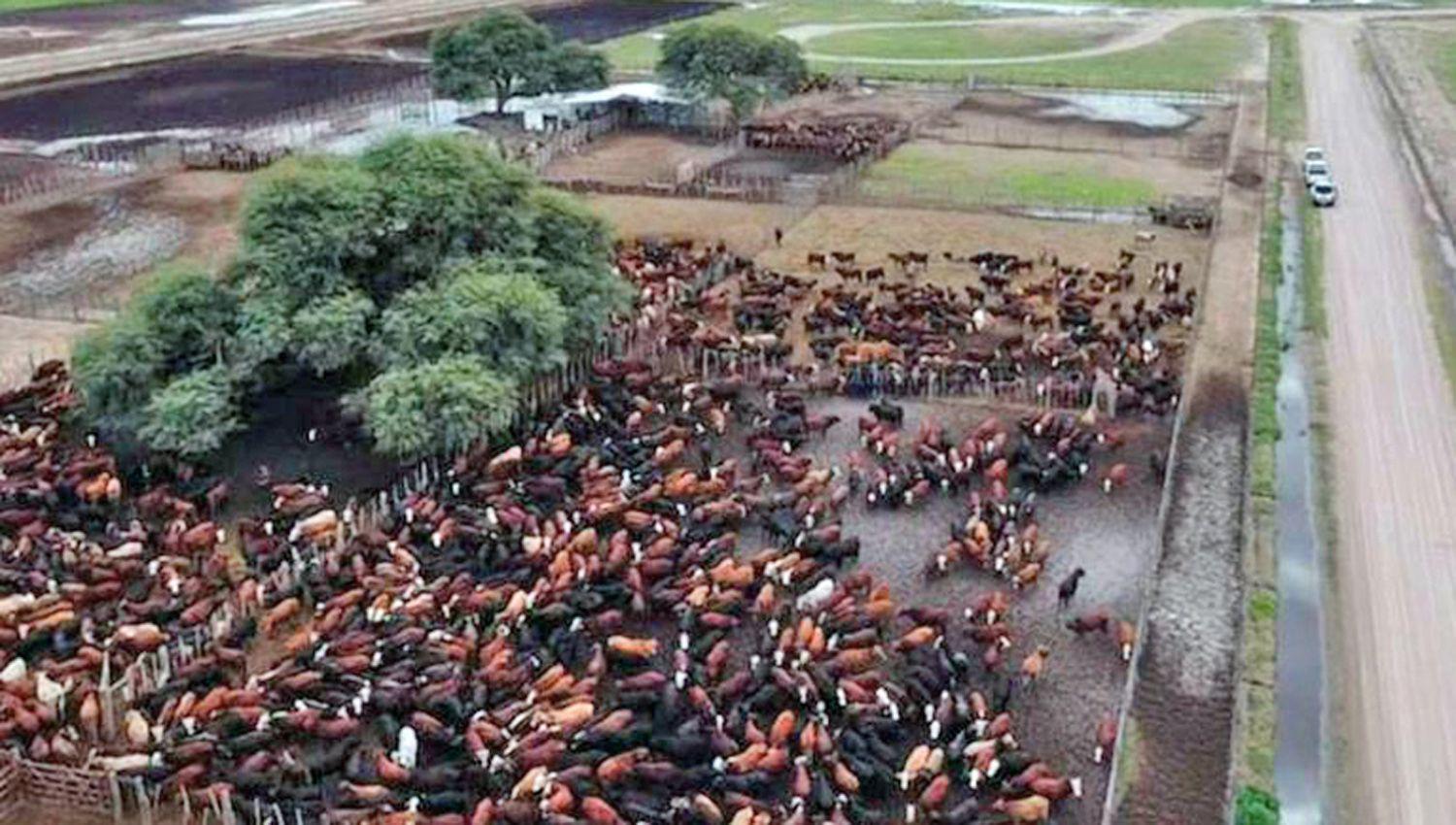 La firma de Demicheli tenía en su poder 230 de las 4600 cabezas de ganado robadas