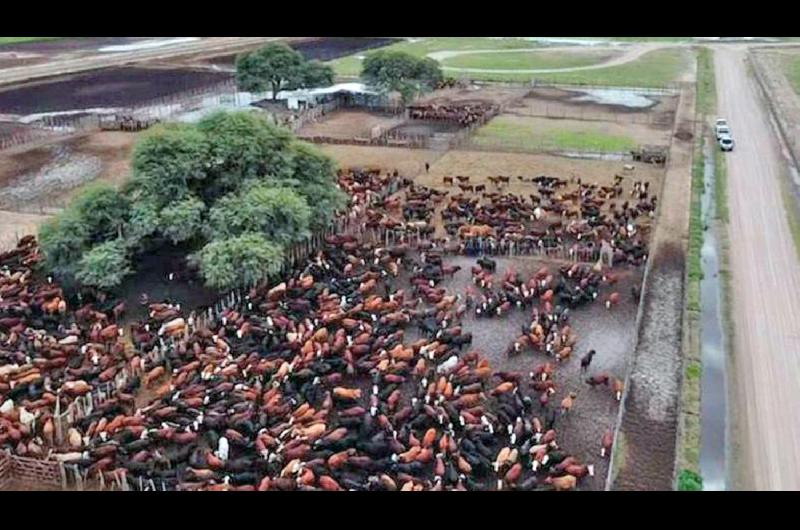 La firma de Demicheli tenía en su poder 230 de las 4600 cabezas de ganado robadas