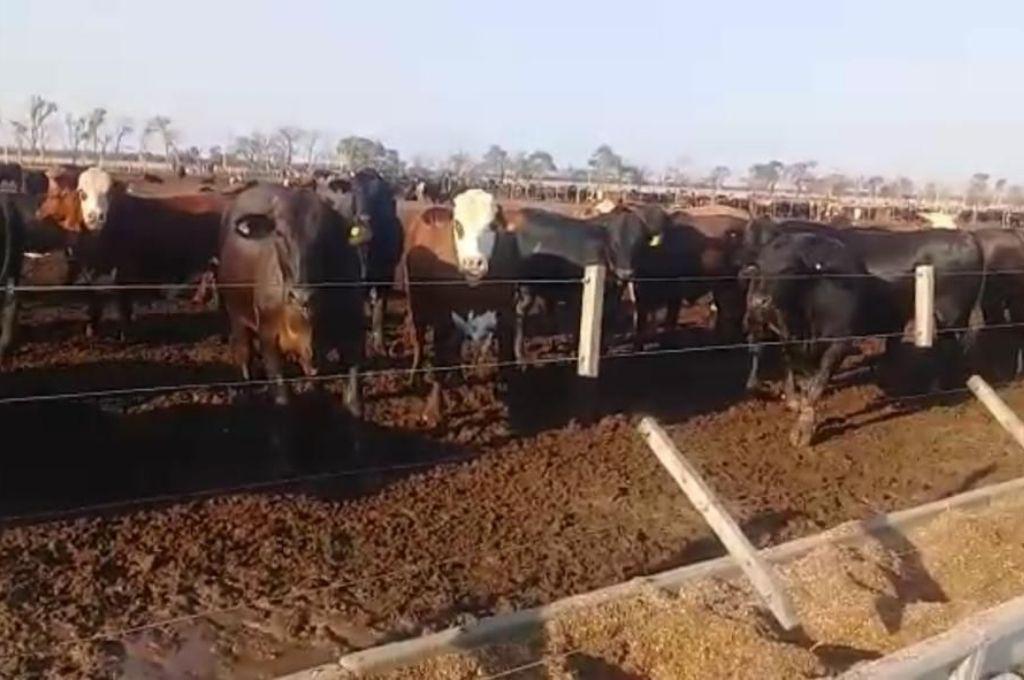 Robo de ganado- La Fiscaliacutea agravoacute la imputacioacuten al empresario Juan Pablo Miretti