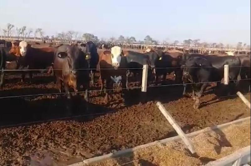 Robo de ganado- La Fiscaliacutea agravoacute la imputacioacuten al empresario Juan Pablo Miretti