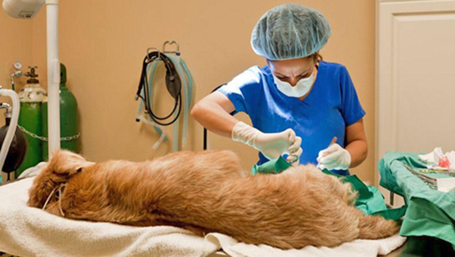 Grupo de veterinarios organizoacute unas jornadas  de castracioacuten masiva