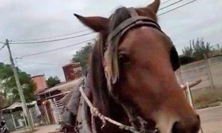 Rescatan un caballo que era golpeado por no poder mover una pesada carga