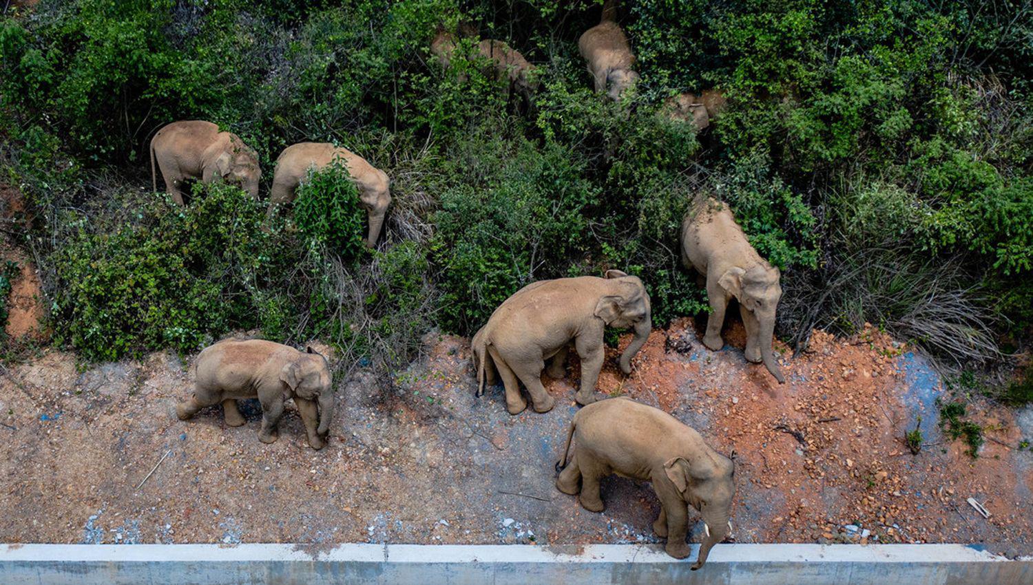 Alerta en China por una manada de elefantes que recorrioacute 500 kiloacutemetros sin que nadie conozca hacia donde se dirigen