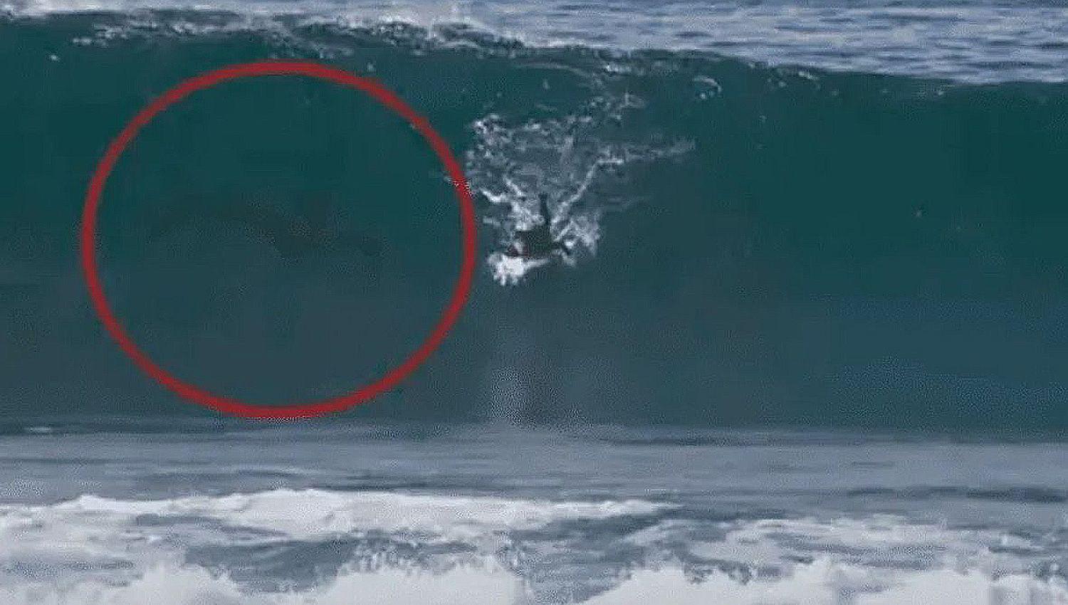 VIDEO  Una extrantildea criatura persiguioacute a un surfista en los Estados Unidos