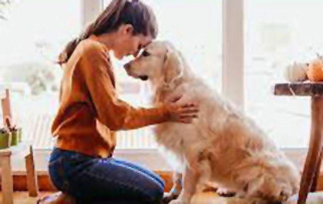 Tenencia de mascotas- advierten  sobre la importancia de los cuidados